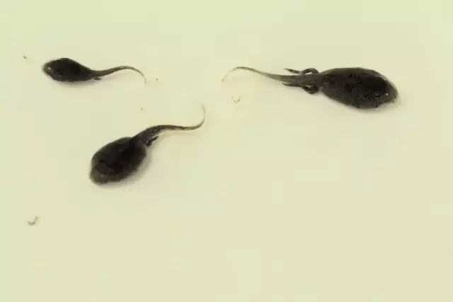 1452147776189339.jpg 640(7)_看圖王.web.jpg