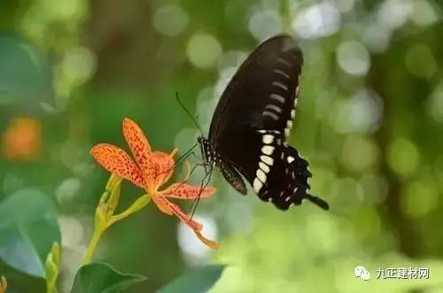 1482971146950270.jpg 7c4d946.jpg