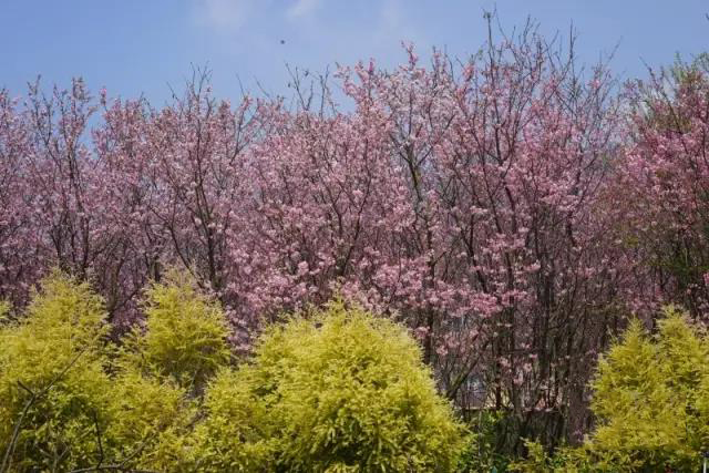 1491353630698448.jpg 1.jpg