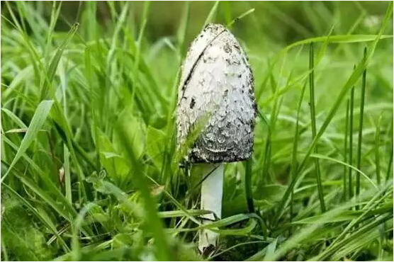 1498007460916964.jpg 24.jpg