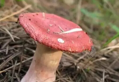 1498007465119537.jpg 25.jpg